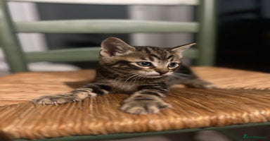 Bengal cats - Advert 2