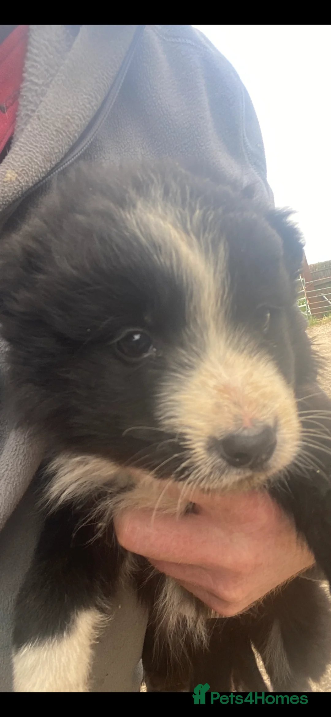 Border Collie dogs for sale: Border collie sheep dog pups for sale  - Advert 2