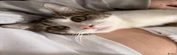 Domestic Shorthair cats for sale: Beautiful Domestic Shorthair x Tabby Kitten in Birmingham - Advert 7