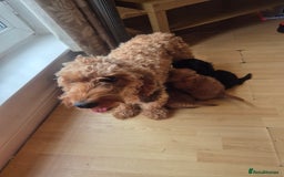 Cockapoo dogs for sale: F1b Cockapoo - ready this weekend - Image 38