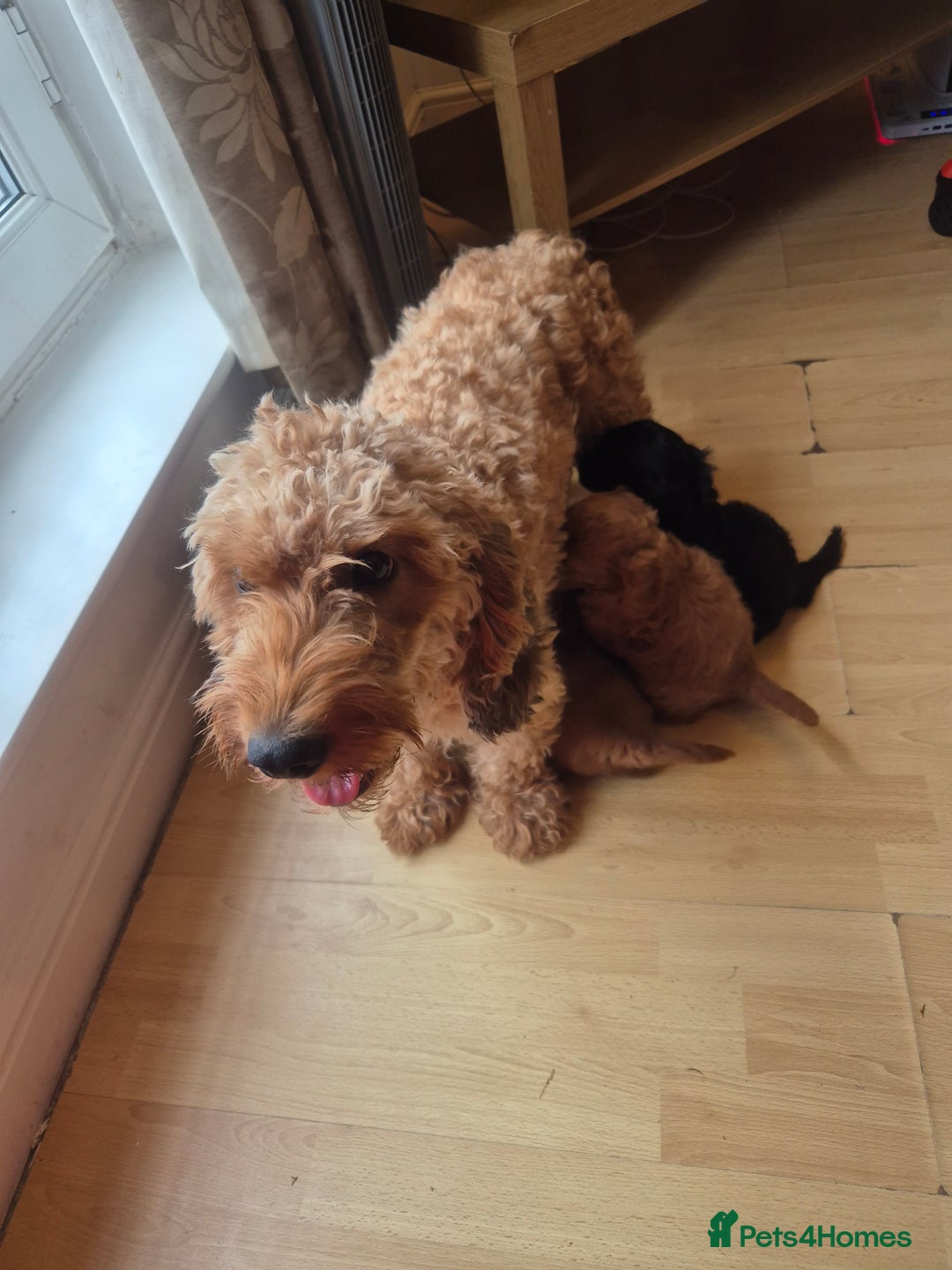 Cockapoo dogs for sale: F1b Cockapoo - ready this weekend - Image 38
