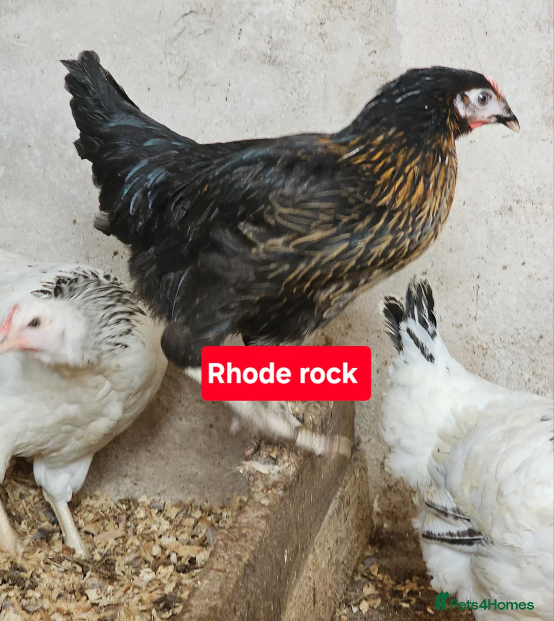 Chickens poultry for sale: Hybrids hens  - Advert 3