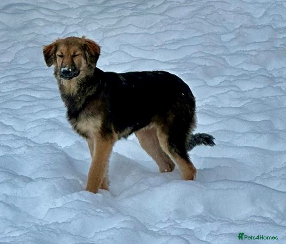 Golden Retriever dogs for adoption: 🐾 RUBY – Female Golden Retriever - Advert 8