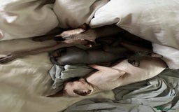 Sphynx cats for sale: Dark grey canadian sphynx boy for sale  - Image 5