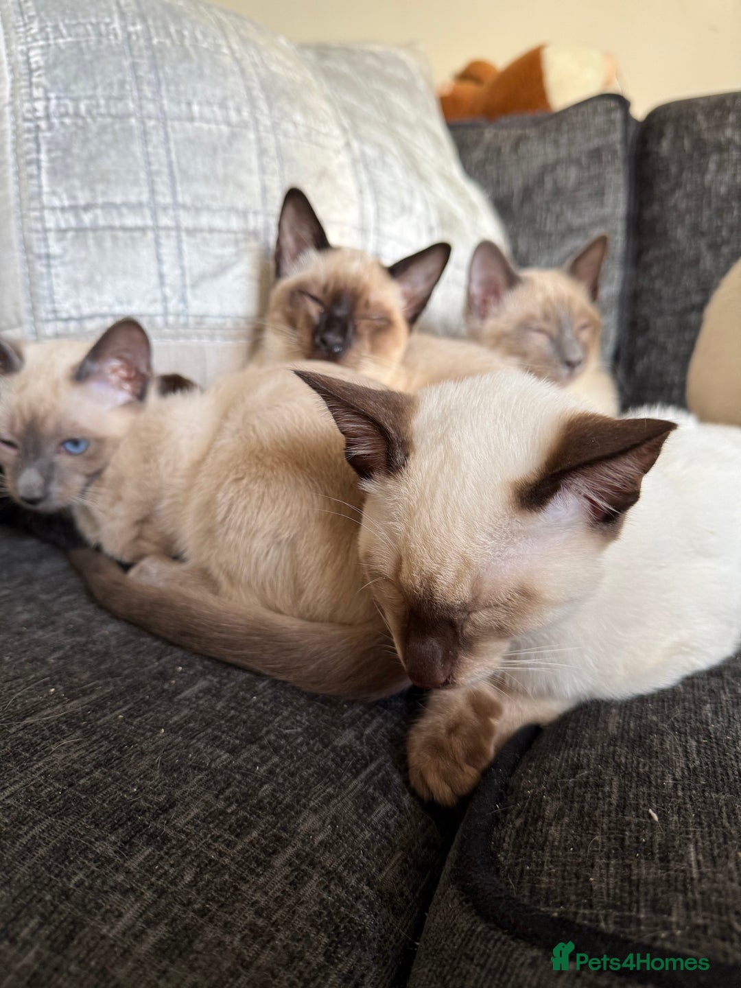 Siamese cats for sale: Siamese kittens wanting new slaves - Advert 8