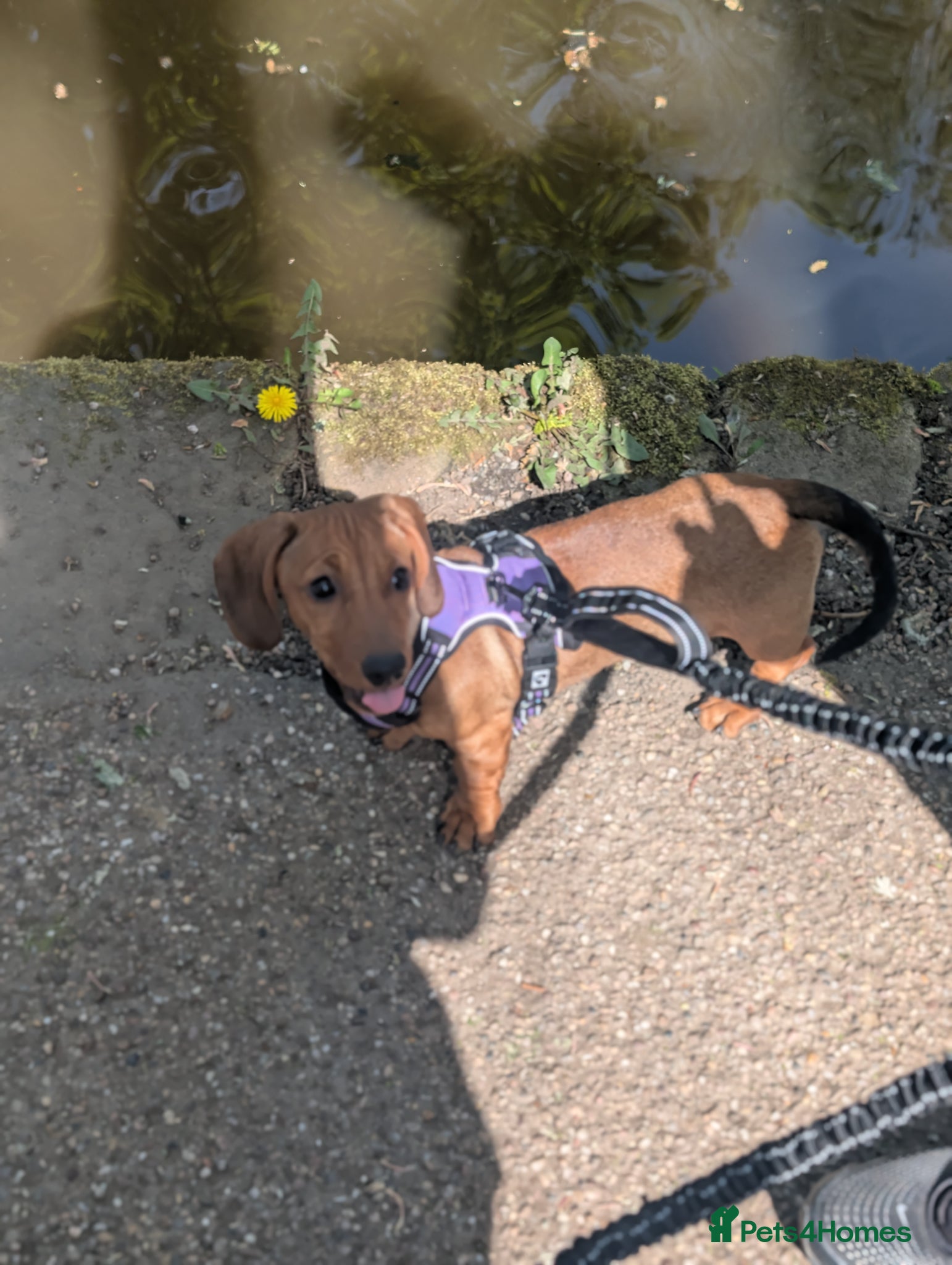 Mixed Breed dogs * Last Girl *Beautiful girl Dachshund x pug - Advert 14