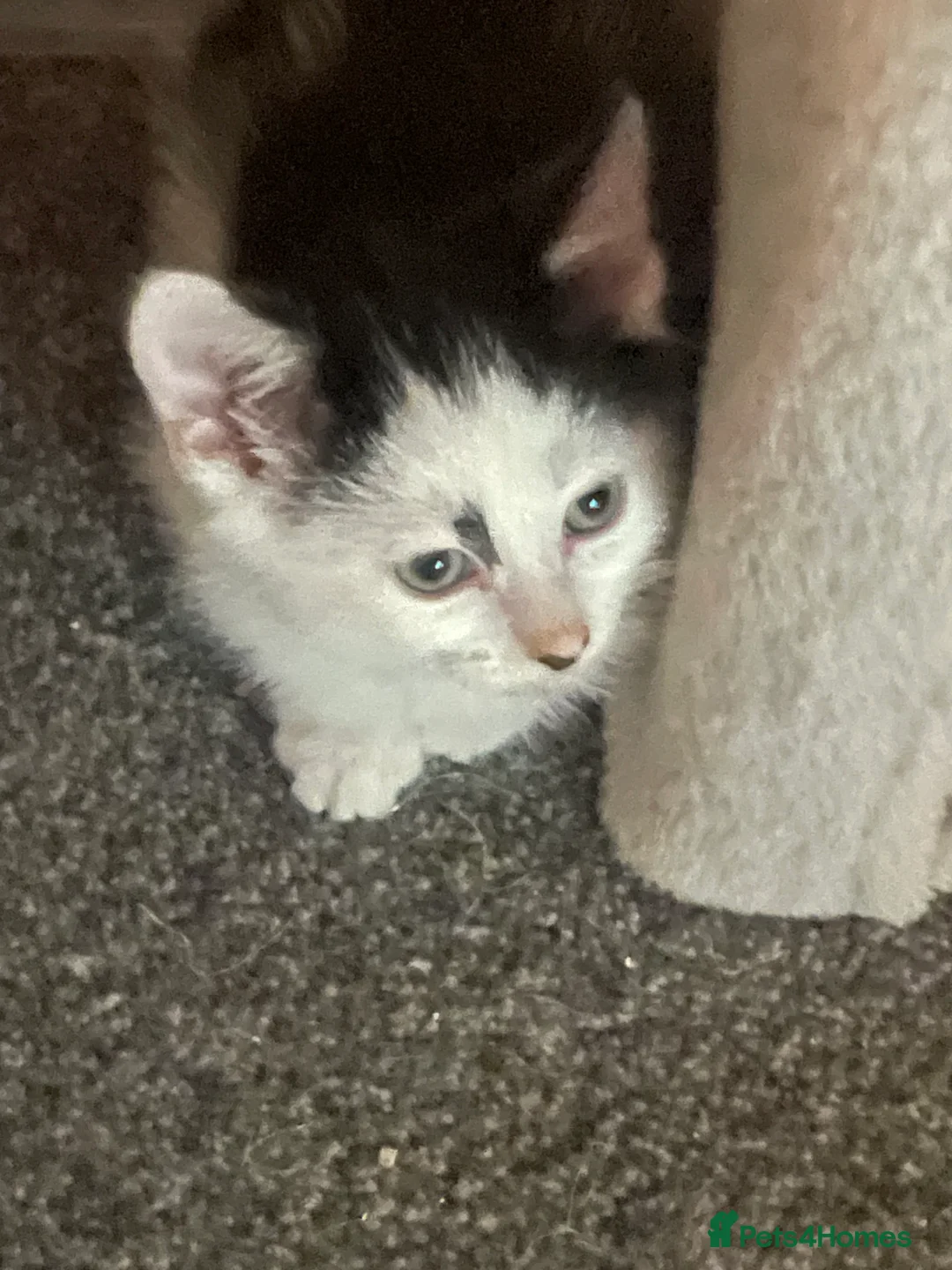 Domestic Shorthair cats for sale: 4 kittens - Advert 3