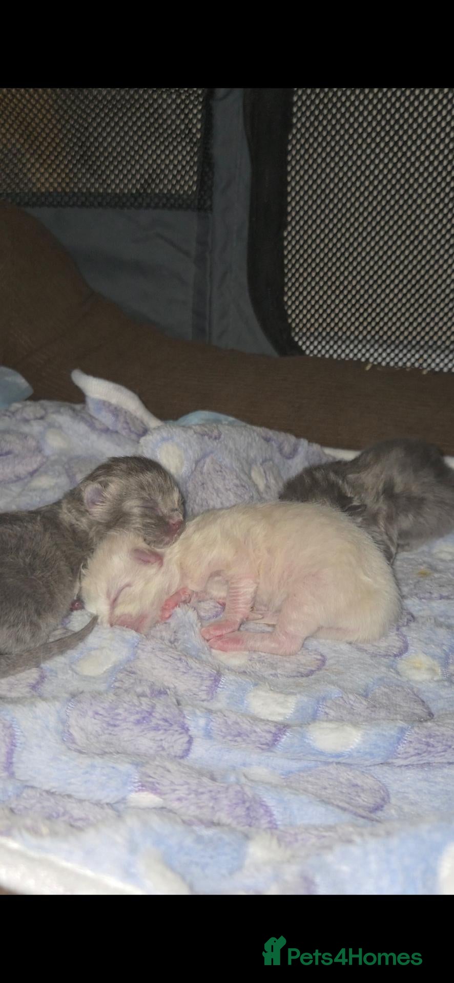 Ragdoll cats 3 Rare solid ragdoll kittens - Advert 2