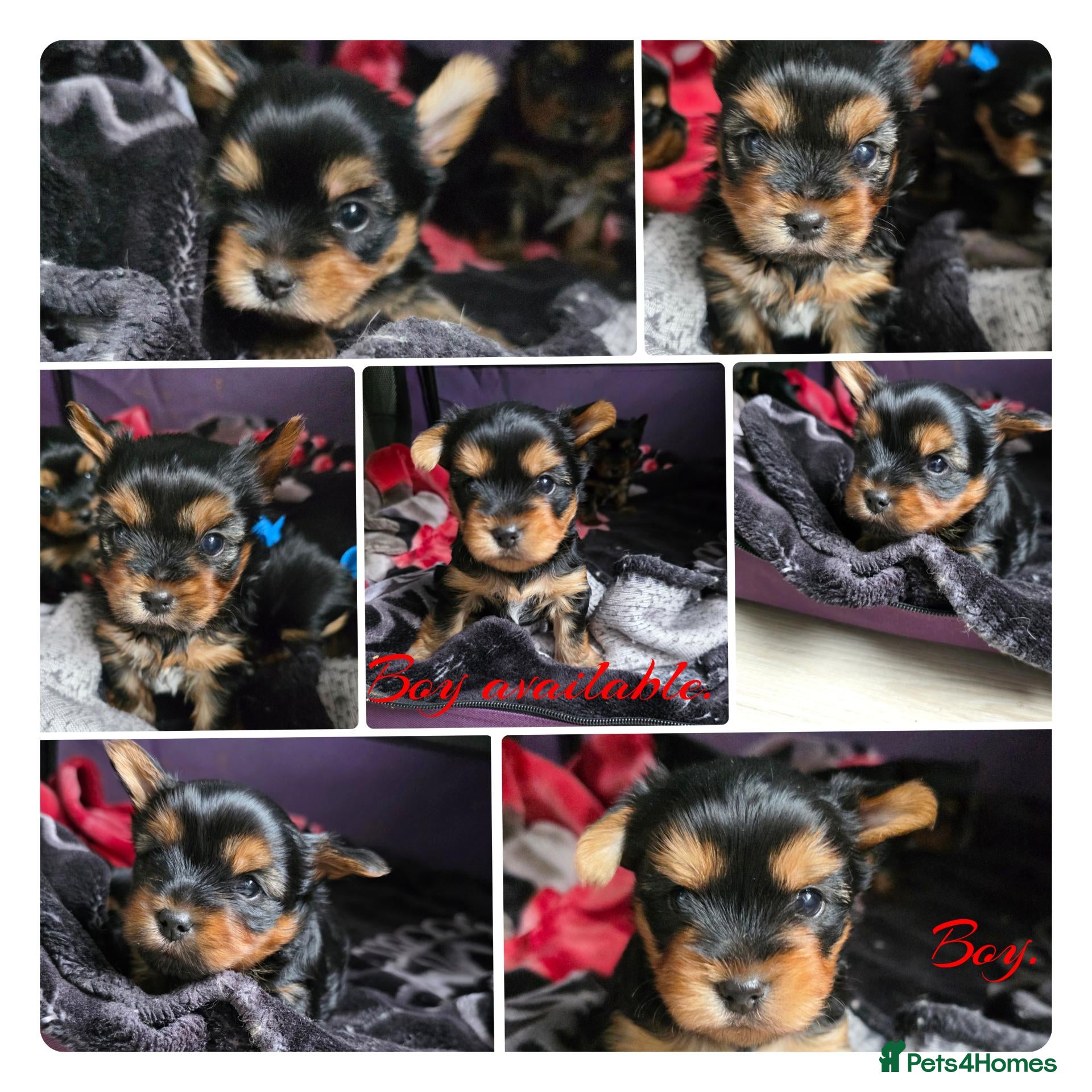Yorkshire Terrier dogs 💕Yorkshire Terrier puppies.💕1 Boy available 🐶 - Advert 5