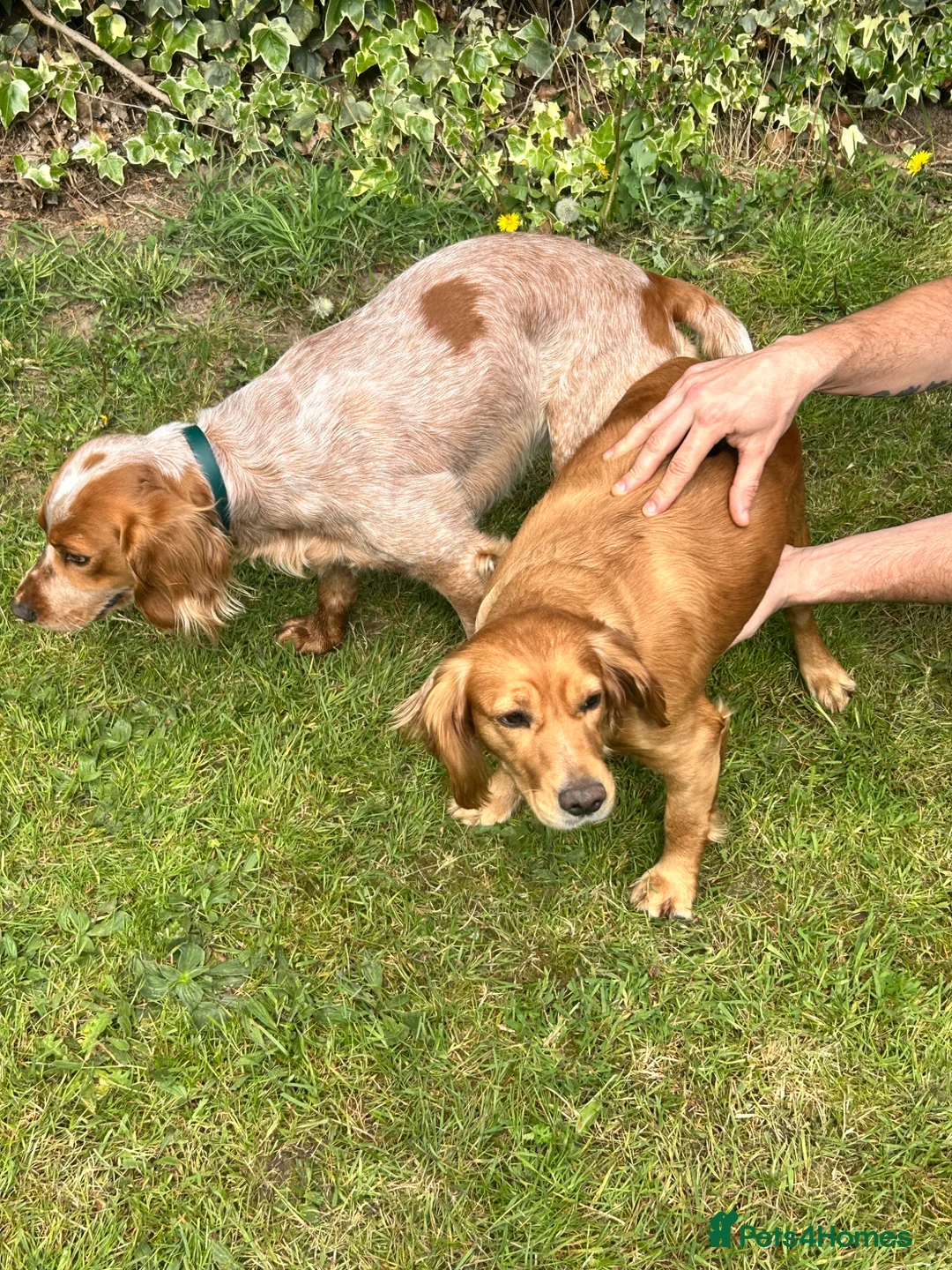 Cocker Spaniel dogs for stud: Working cocker spaniel for stud  - Advert 2