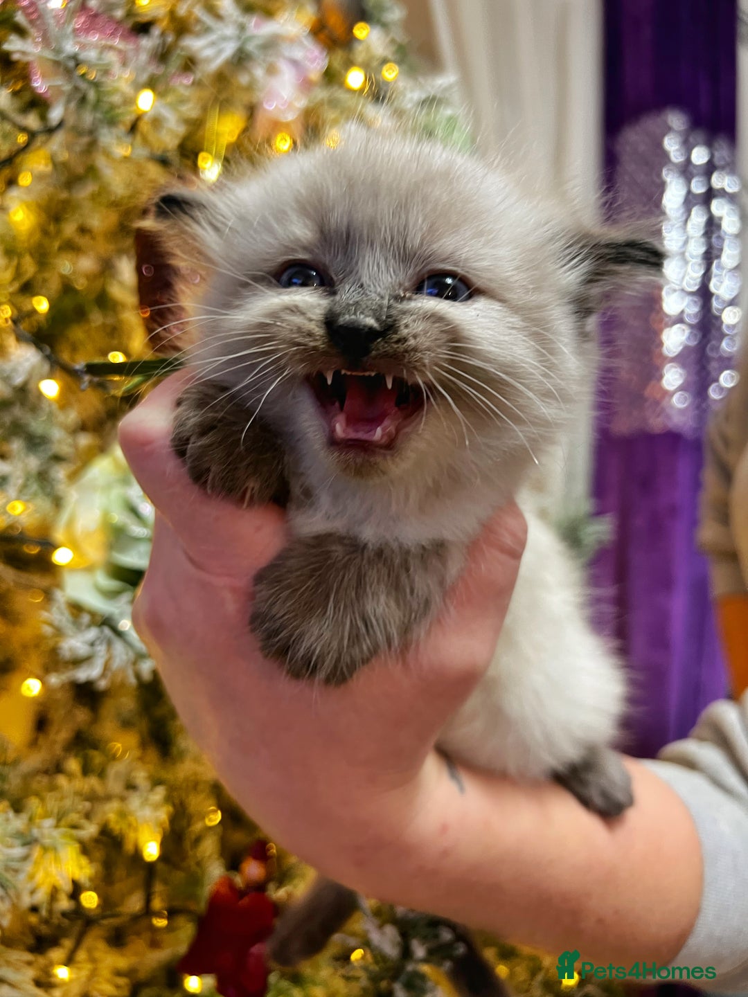 Ragdoll cats for sale: Ragdoll kittens blue point and seal point  - Advert 11