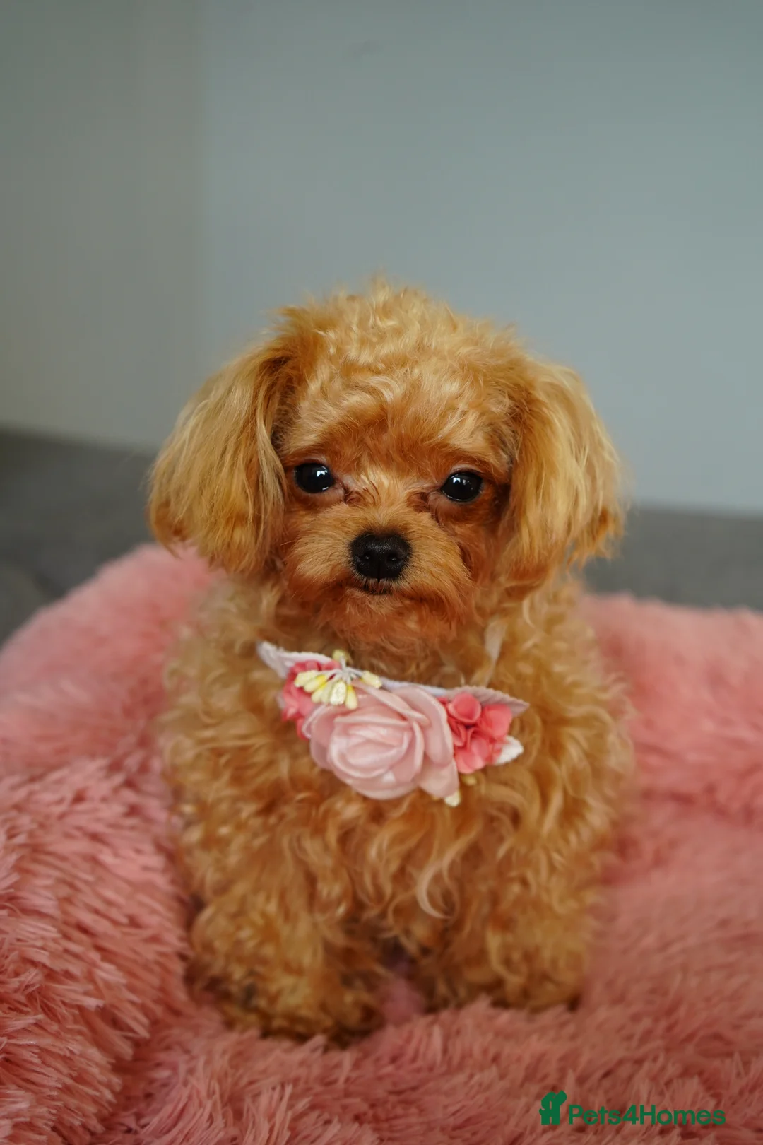 Maltipoo dogs for sale: Small F1 Asian Maltipoo female for sale - Advert 8