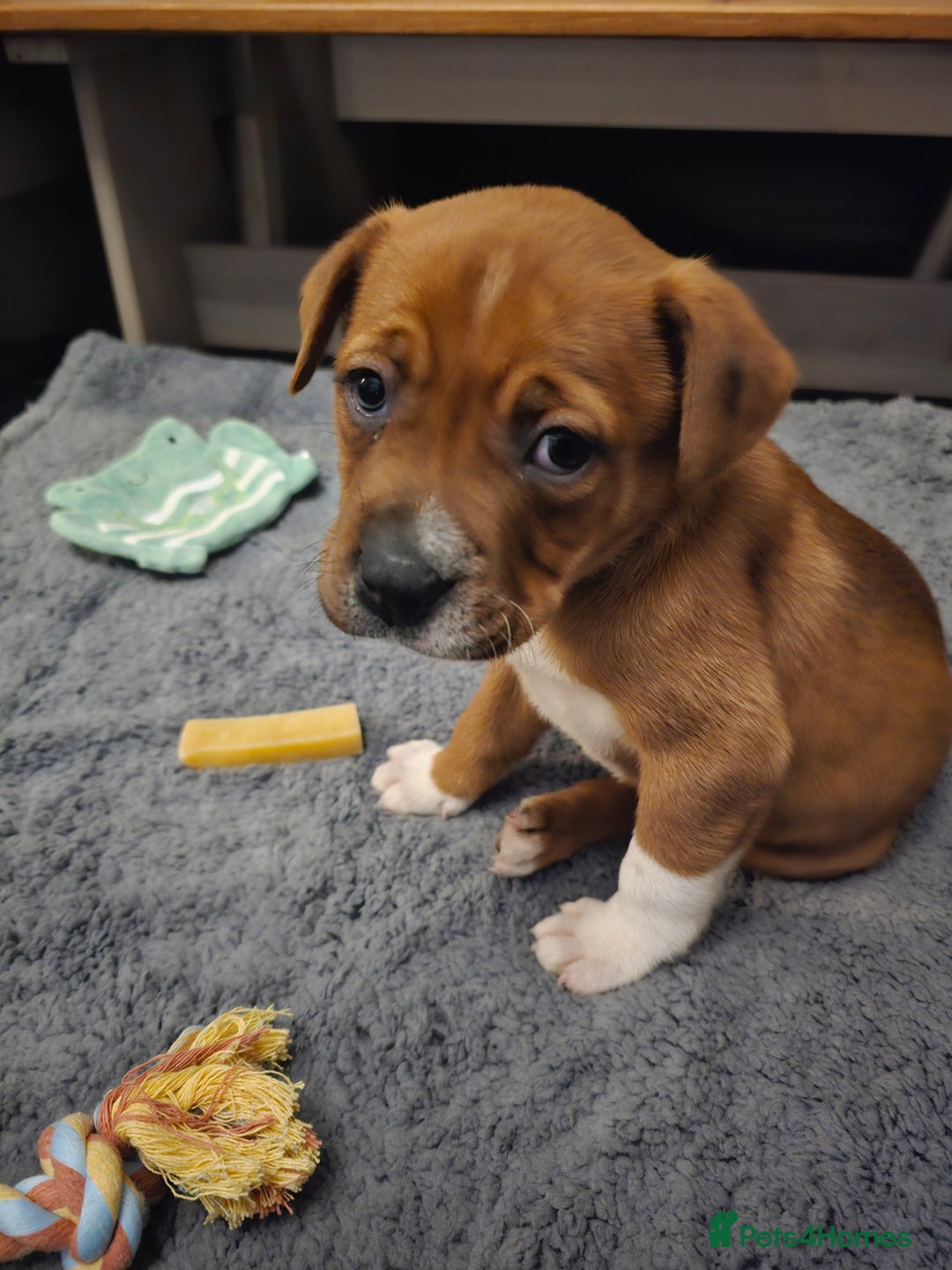 Mixed Breed dogs for sale: Male Staffy  ** tiff x Ridgeback 1 year old - Advert 23