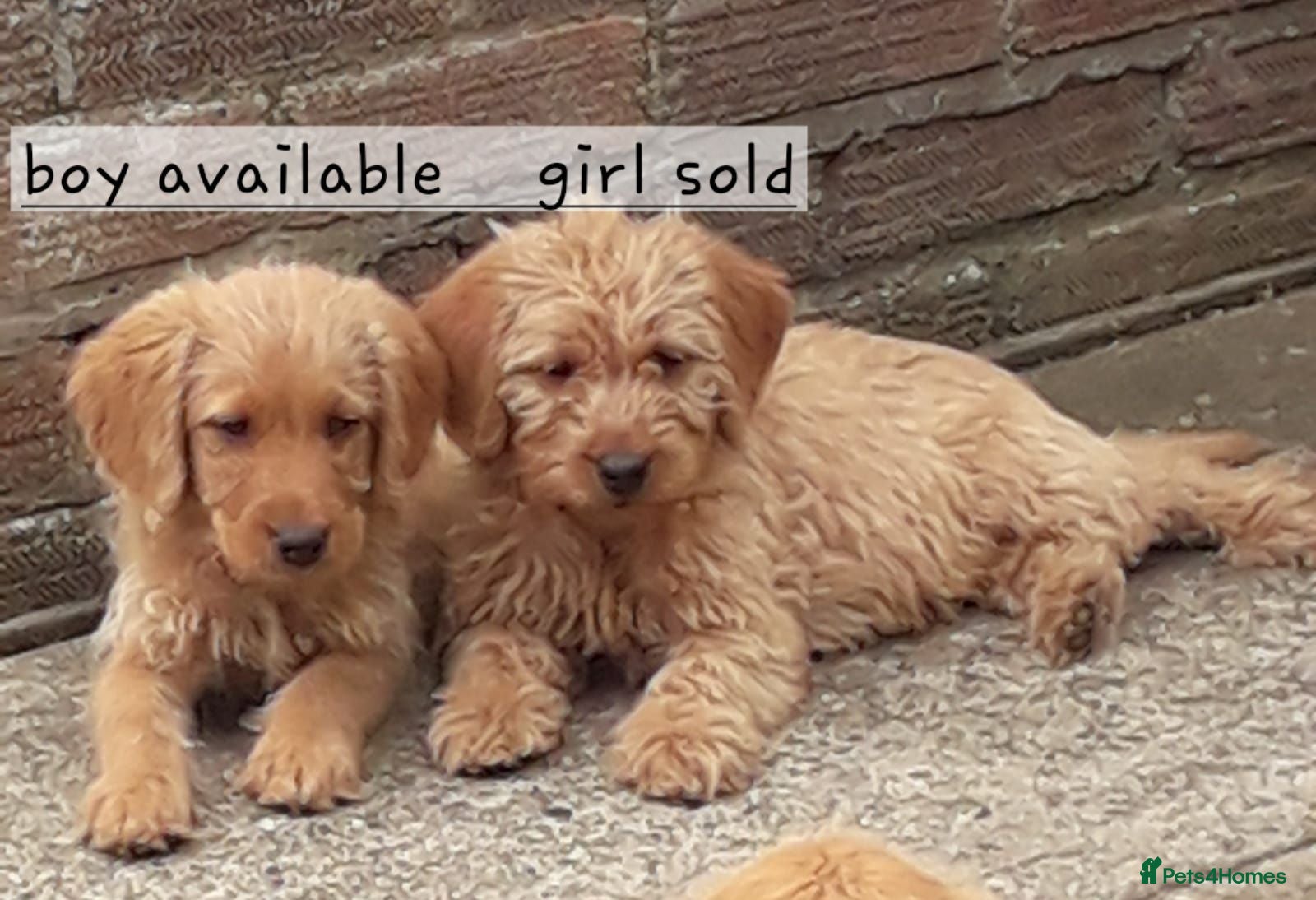 Labradoodle dogs Miniature Labradoodle Puppies / fully vaccinated  - Advert 3
