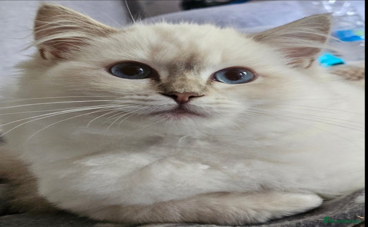 Ragdoll cats - Advert 1