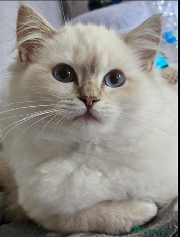 Ragdoll cats - Advert 2