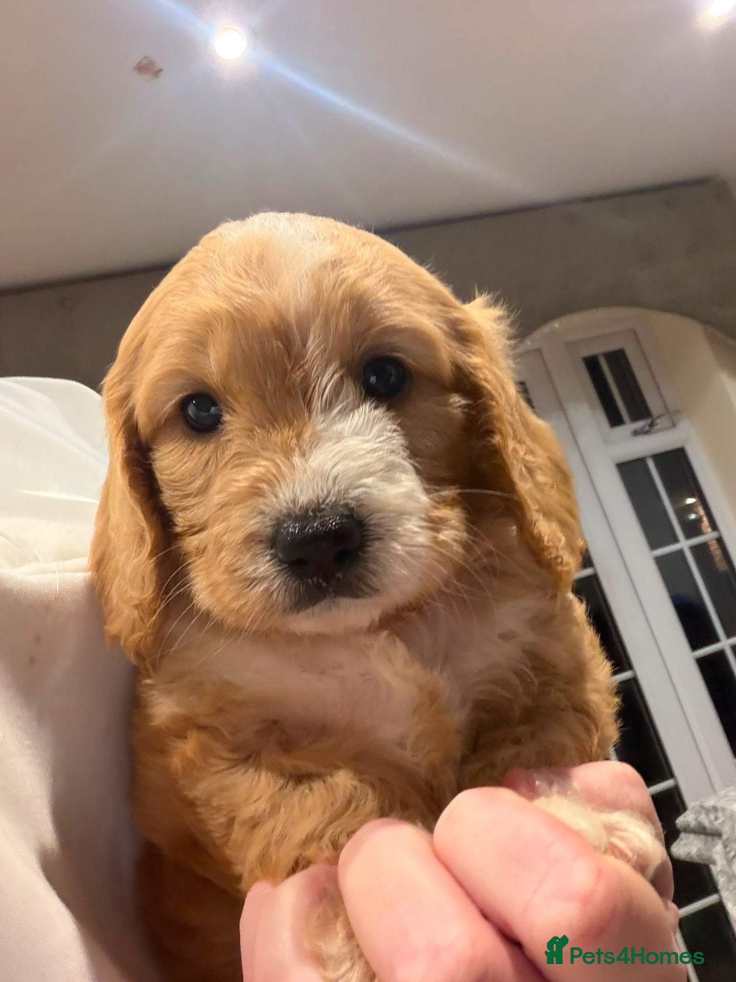 Cavapoo dogs for sale: Unique quality Cavapoo  - Advert 1