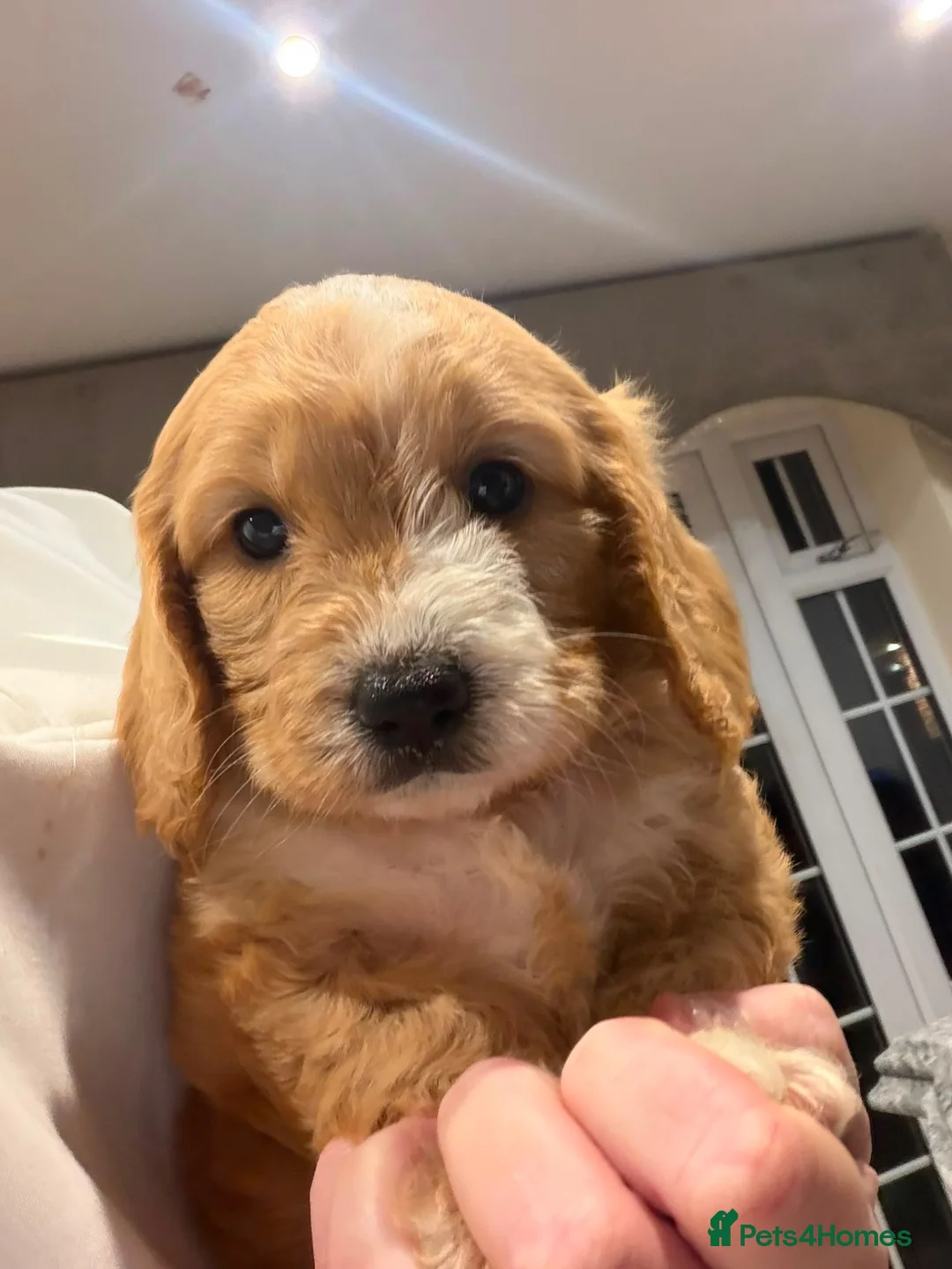 Cavapoo dogs for sale: Unique quality Cavapoo  - Advert 1