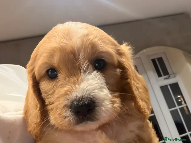 Cavapoo dogs for sale: Unique quality Cavapoo - Advert 1