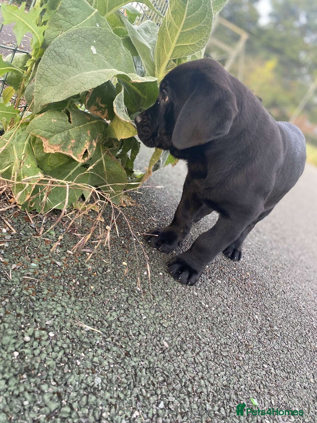 Mixed Breed dogs for sale: Presa canario rottweiler - Advert 1