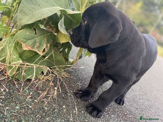 Mixed Breed dogs Presa canario rottweiler - Advert 1
