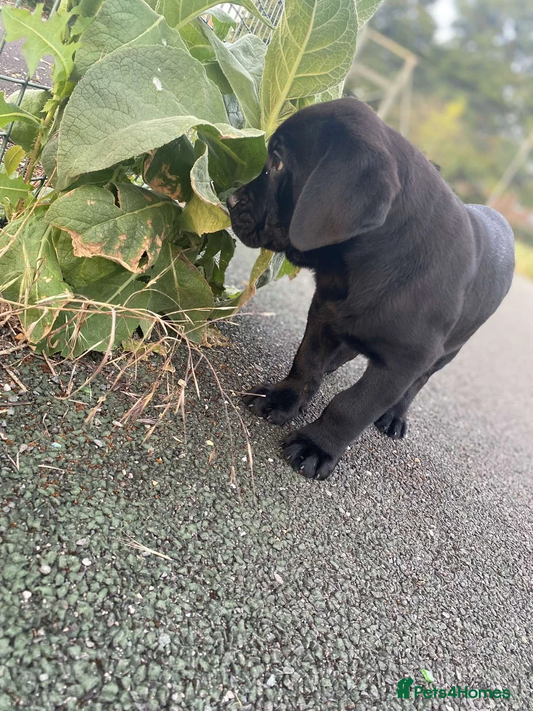 Mixed Breed dogs for sale: Presa canario rottweiler - Advert 1