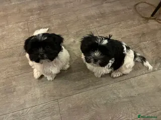 Malshi dogs Malshi pups - Advert 2