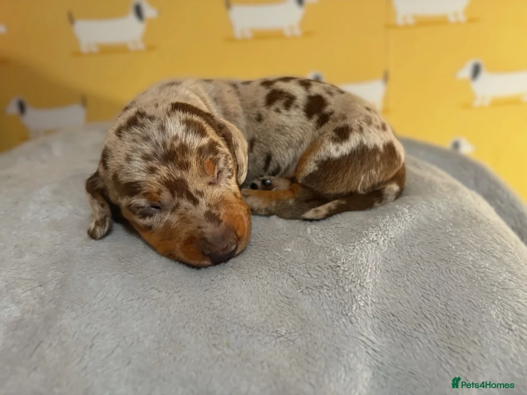 Miniature Dachshund dogs for sale: 🐾 Dapple Boy Newly Available! 🐾 - Advert 9