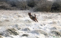 Irish Terrier dogs for sale: Irish Terrier pups expected early December  - Image 10