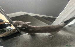 British Shorthair cats for sale: Male British shorthair  - Image 4