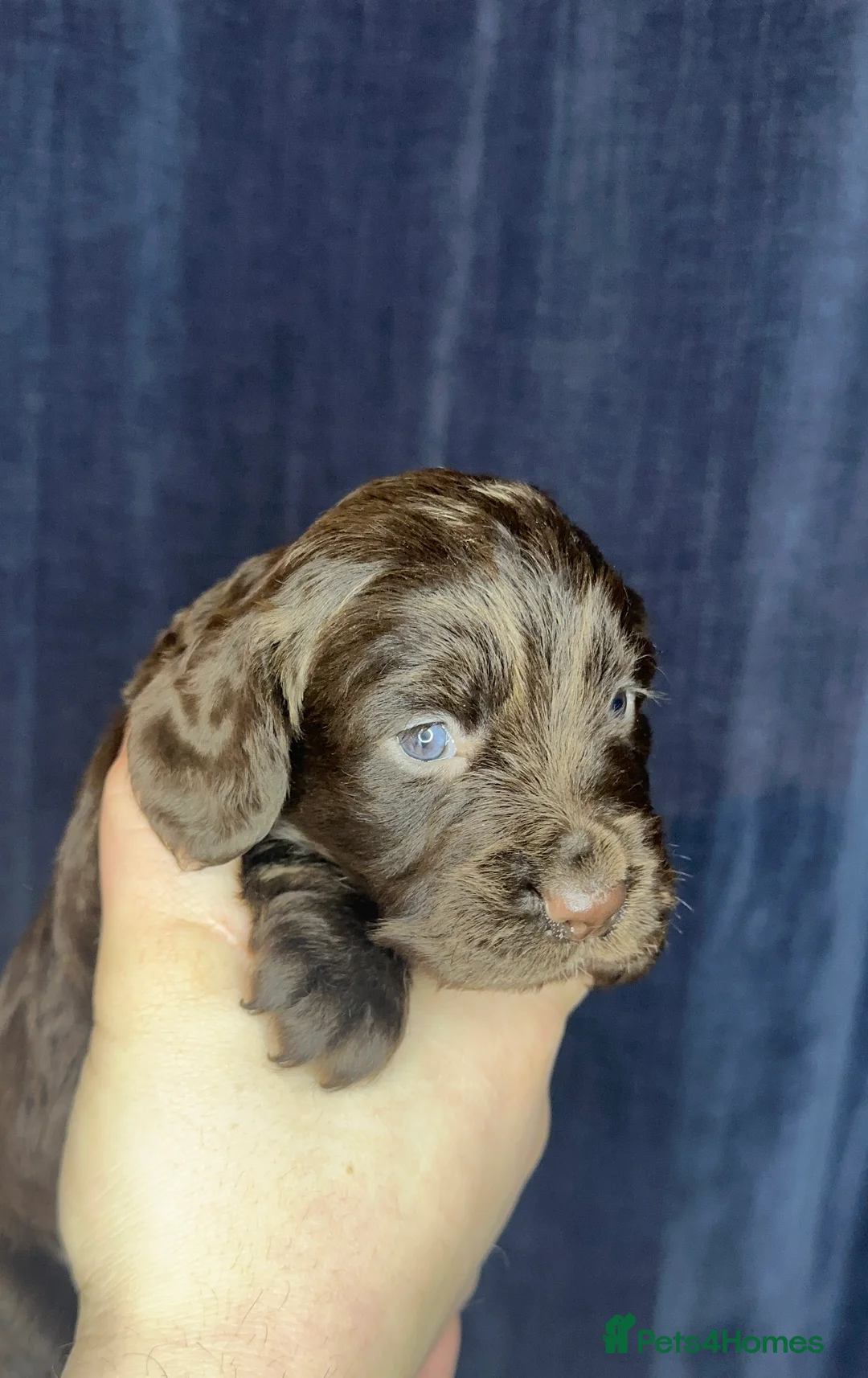 Cocker Spaniel dogs for sale: Working Cocker Spaniel Pups  - Advert 3