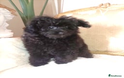 Pomapoo dogs for sale: Stunning little male F1 pomapoo puppy. - Image 1