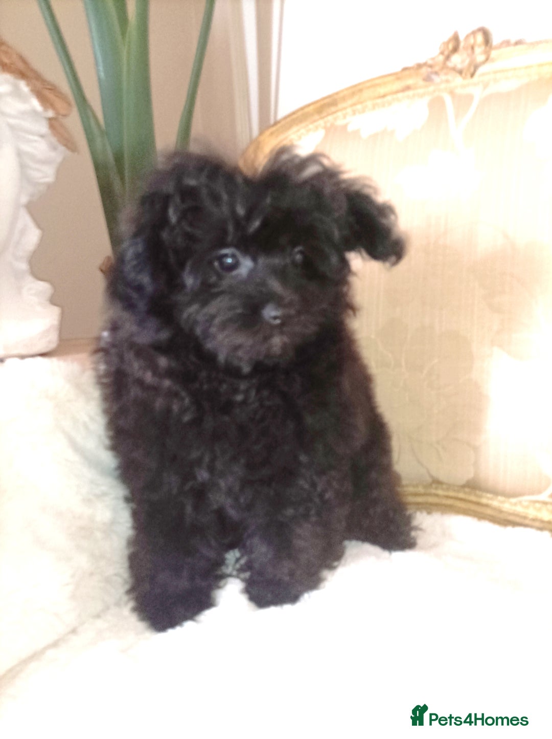 Pomapoo dogs for sale: Stunning little male F1 pomapoo puppy. - Image 1
