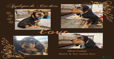 Cocker Spaniel dogs - Advert 13