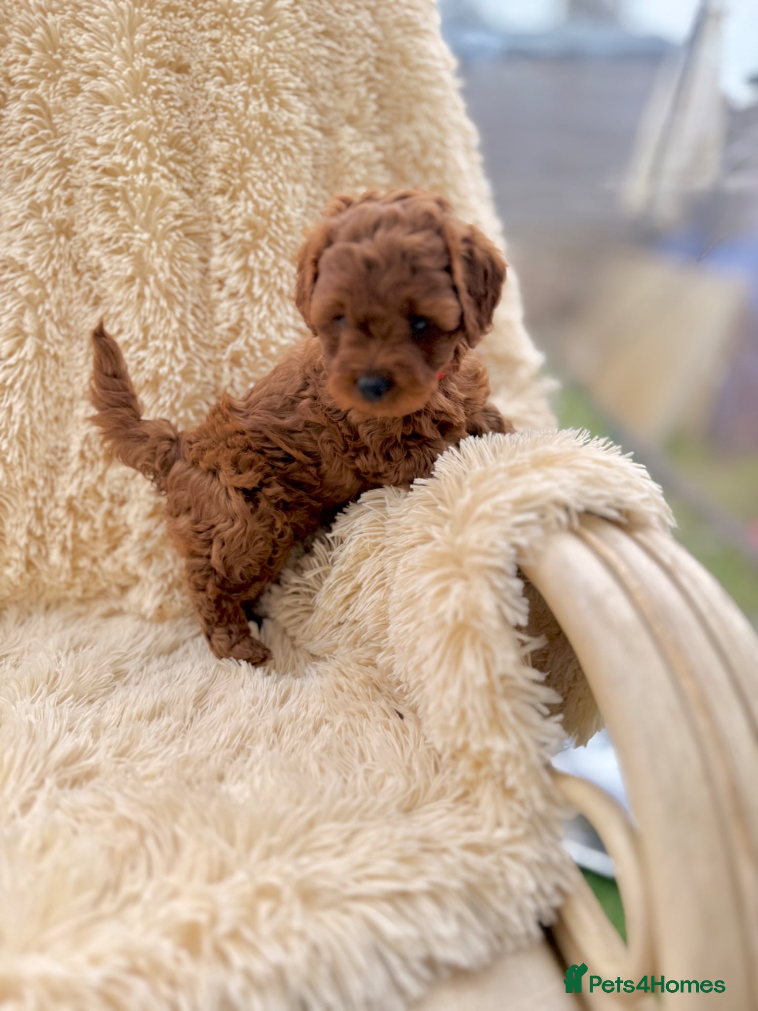 Cockapoo dogs for sale: Miniature cockapoo’s  - Advert 1