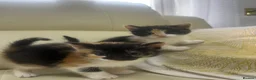 Mixed Breed cats for sale: 6 tabby kittens! - Advert 11