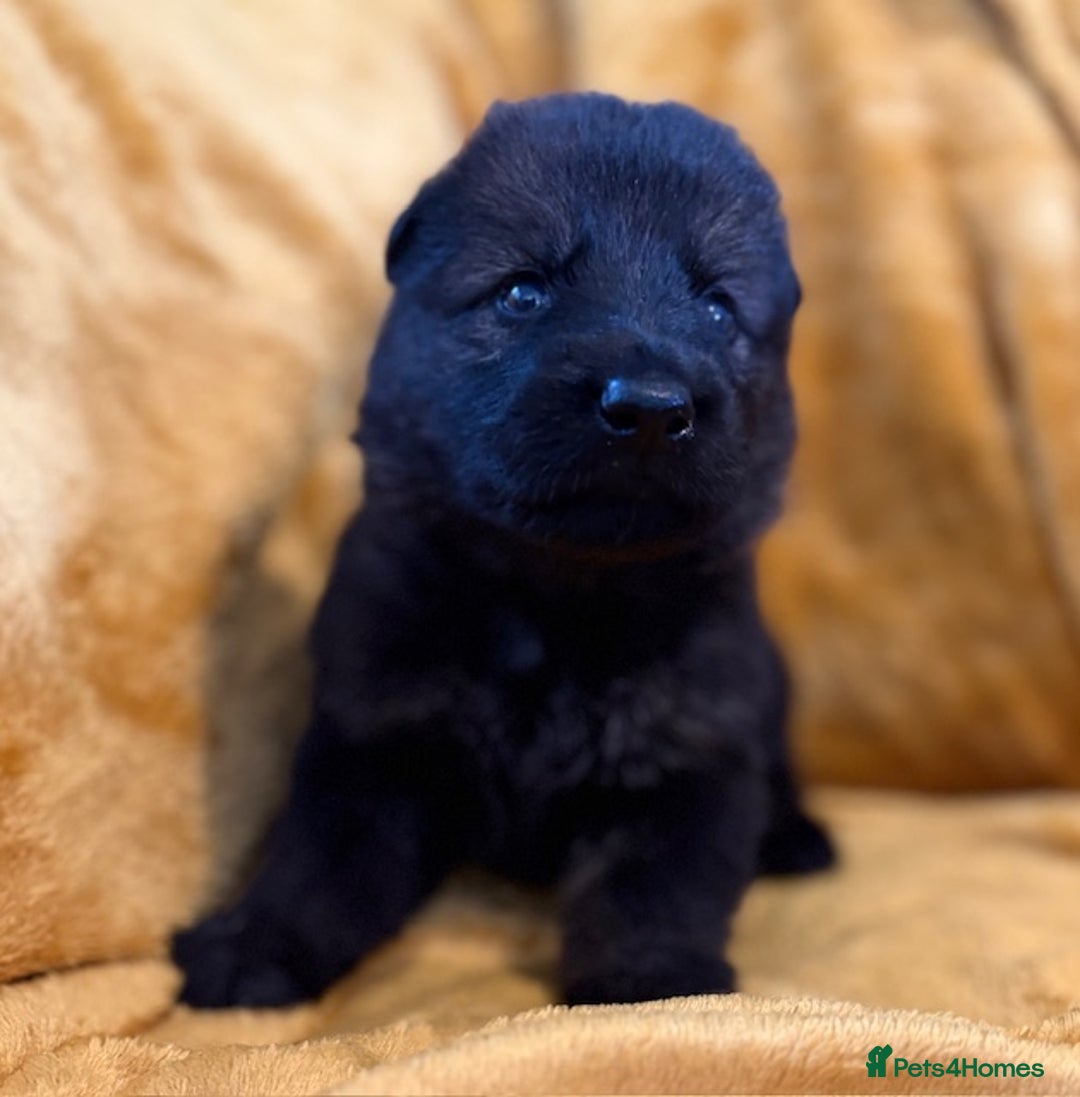 German Shepherd dogs for sale: 4* Licensed. KC Registered. Health Tested Parents - Image 8