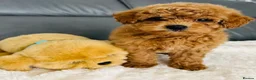 Maltipoo dogs for sale: Tiny Toy Maltipoo puppies - Advert 3