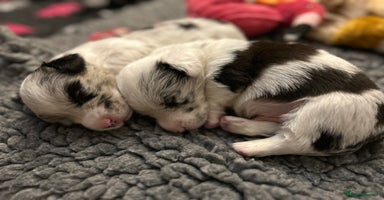 Welsh Corgi Cardigan dogs - Advert 2