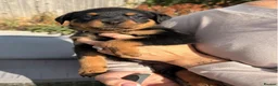 Rottweiler dogs for sale: Visionary Choice for a Loyal Rottweilers Companion in Halifax - Advert 3