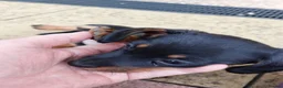 Miniature Dachshund dogs for sale: Miniature dachshund  - Advert 6
