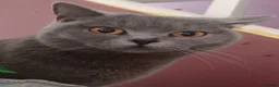 British Shorthair cats for sale: Beautiful British Blue - Female - Advert 5