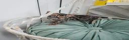 Bengal cats for sale: Stunning Bengal Kittens - Advert 22