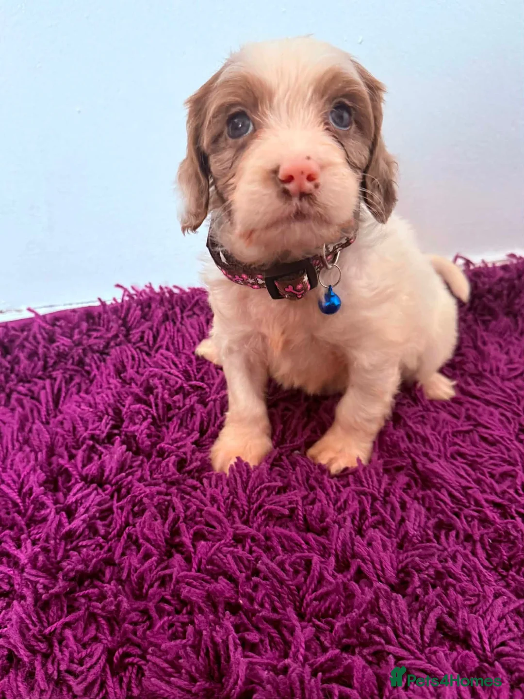 Cockapoo dogs for sale: Outstanding puppies  - Advert 11