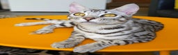 Bengal cats for sale: Exceptional Silver Rosetted Boy Available  - Advert 6