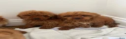 Cavapoo dogs for sale: F1 CAVAPOO PUPPIES  in Hampton - Advert 2