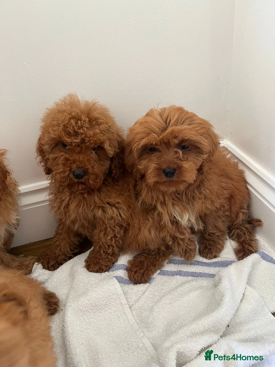 Cavapoo dogs for sale: F1 CAVAPOO PUPPIES  in Hampton - Advert 2