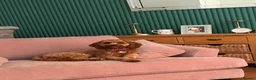 Cavapoo dogs for stud: Cavapoo male for stud only  in Hinckley - Advert 17