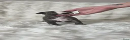 Whippet dogs for sale: Pure breed whippet in Filey - Advert 4