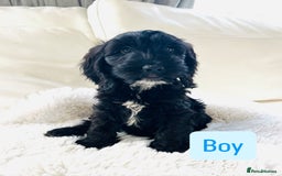 Cockapoo dogs for sale: Gorgeous F1 Cockapoo puppies - Image 8